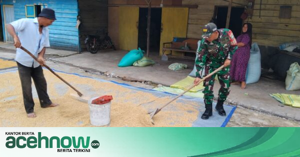 Babinsa Koramil 03/Pegasing Bantu Petani Jemur Padi di Aceh Tengah, Warga: Pekerjaan Jadi Lebih Ringan
