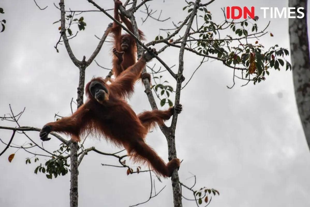Populasi Orangutan Sumatra Turun 19,5 Persen, Habitat Baru Justru Ditemukan di Luar Kawasan Konservasi
