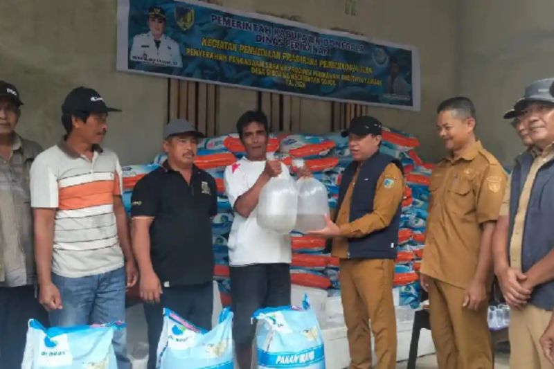 Donggala Bagikan 117.720 Benih Udang Vaname ke Pembudidaya Tambak Siboang Terdampak Banjir, Disertai 2,5 Ton Pakan