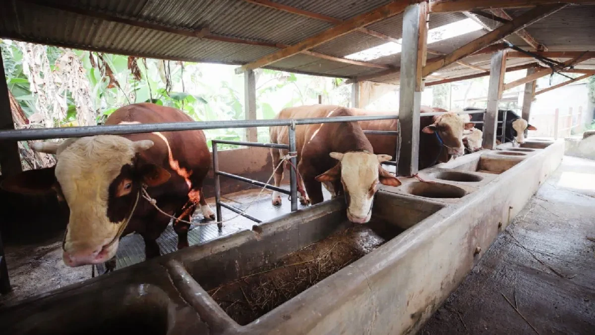 DSP Farm Bandung Enam Tahun Berturut-Turut Jadi Pemasok Sapi Kurban Presiden, Tiga Ekor Berbobot Lebih Satu Ton Disiapkan