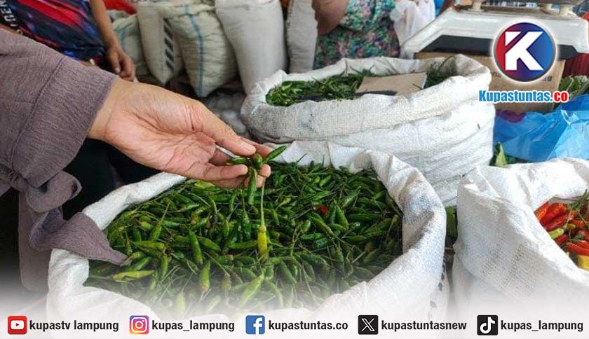 Harga Cabai Hijau di Pasar Metro Lampung Tembus Rp38 Ribu per Kilogram, Pedagang Sebut Pasokan dari Jawa Turun