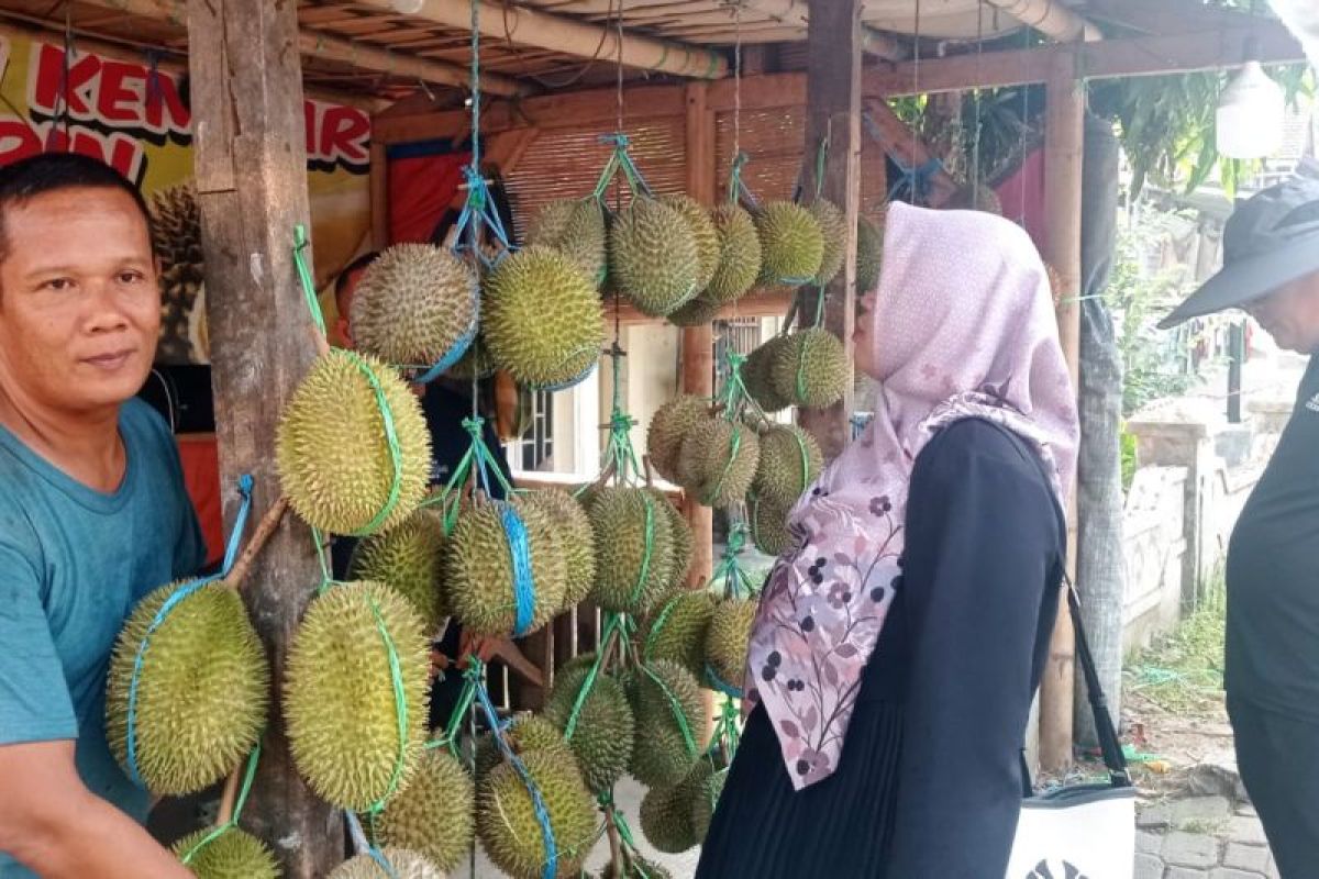 Musim Panen Tiba, Durian Badui Mulai Banjiri Rangkasbitung, Omzet Pedagang Tembus Rp50 Juta Per Hari