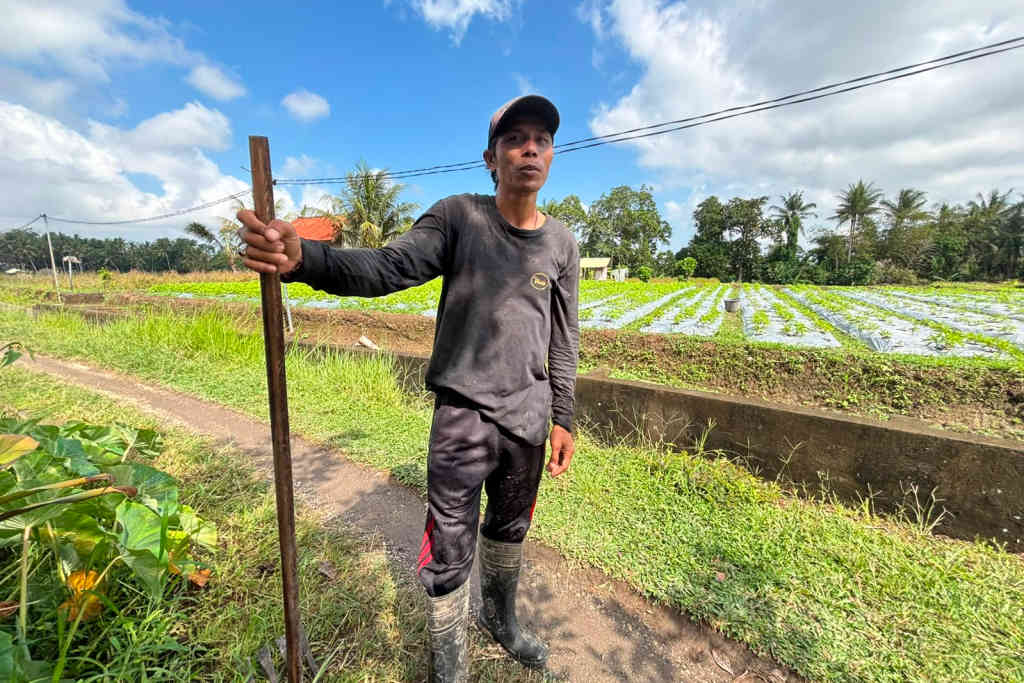 Petani Bunga Pacah Badung Manfaatkan KUR BRI di Tengah Fluktuasi Harga dan Cuaca Ekstrem, Biaya Produksi Capai Rp20 Juta per Siklus