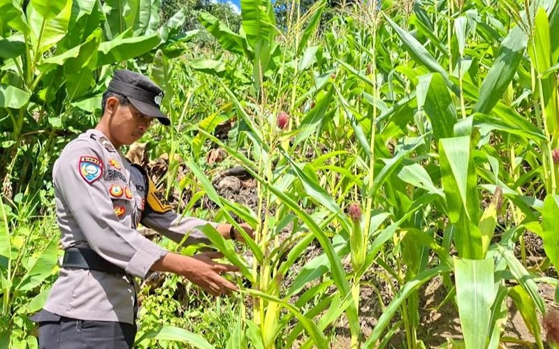 Kapolda Kaltara Apresiasi Polres Malinau Dampingi Petani Jagung, Bentuk Dukungan Nyata Swasembada Pangan