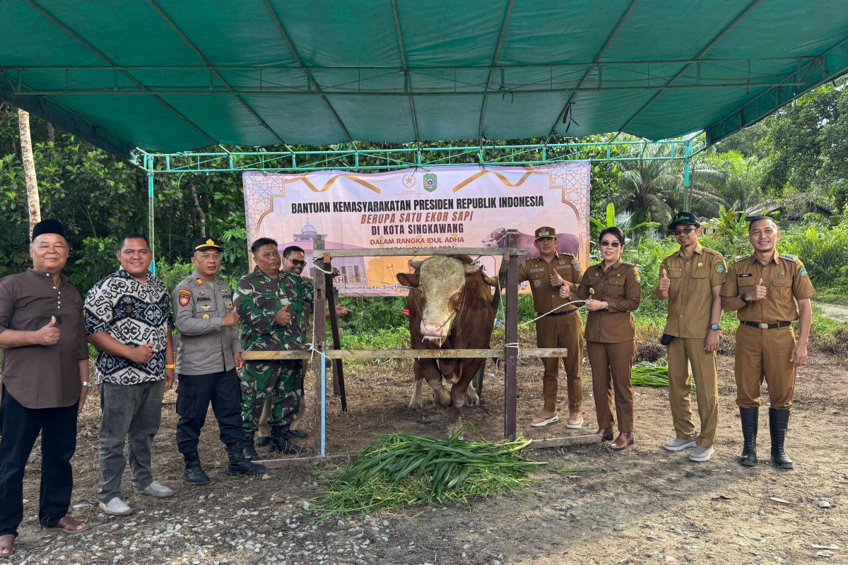 Wali Kota Singkawang Serahkan Sapi Kurban Bantuan Presiden Prabowo ke Masjid Al Fattah, Bobot 1,08 Ton