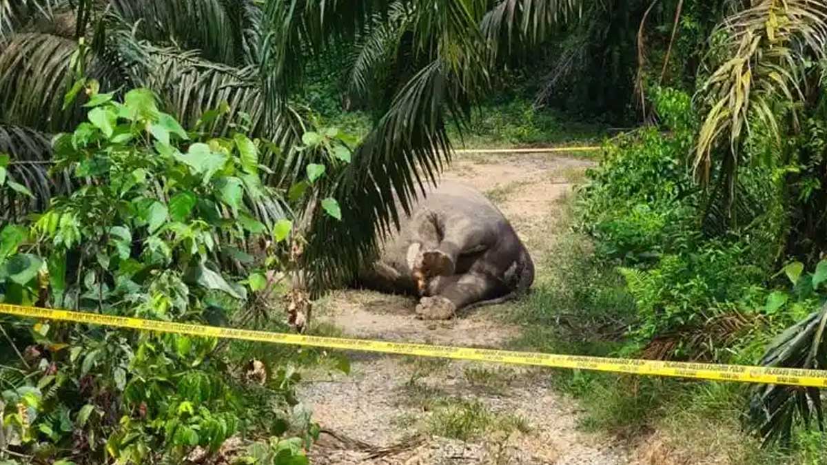 Hujan Deras di Aceh Tamiang Hambat Tim Inafis dan BKSDA Evakuasi Bangkai Gajah di Perkebunan Sawit PT MPLI