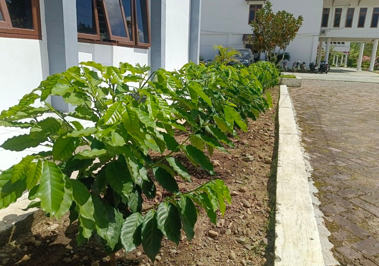 Bupati Gayo Lues Wajibkan Seluruh Perkantoran dan Sekolah Tanam Kopi, Ini Target Panennya
