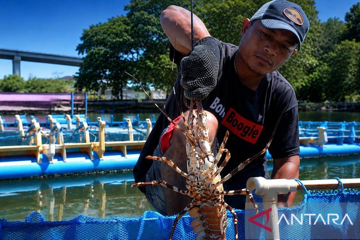 BPPP KKP Ambon Genjot Pelatihan Budidaya Ikan Kuwe dan Lobster untuk Pemuda Maluku, Sasar Regenerasi Pembudidaya