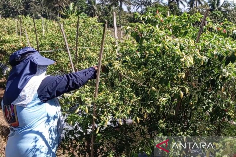 Harga Cabai Rawit Petani Temanggung Naik Jadi Rp65.000 per Kg, Petani Diuntungkan meski Produksi Turun akibat Cuaca
