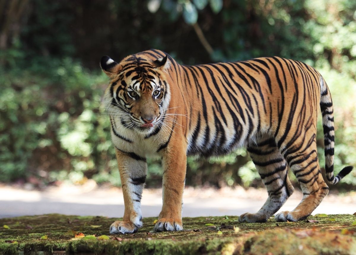Warga Rekam Kemunculan Dua Harimau Sumatera di Permukiman Agam, BKSDA Imbau Warga Tak Mendekat