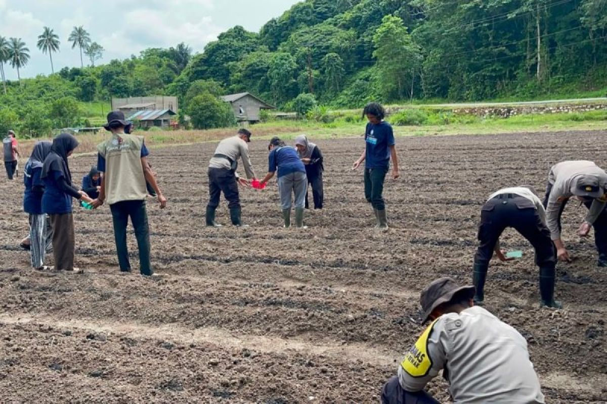 Polres Kepulauan Anambas Tanam Jagung Pipil di Lahan 5.000 Meter, Gandeng Mahasiswa KKN UGM untuk Ketahanan Pangan