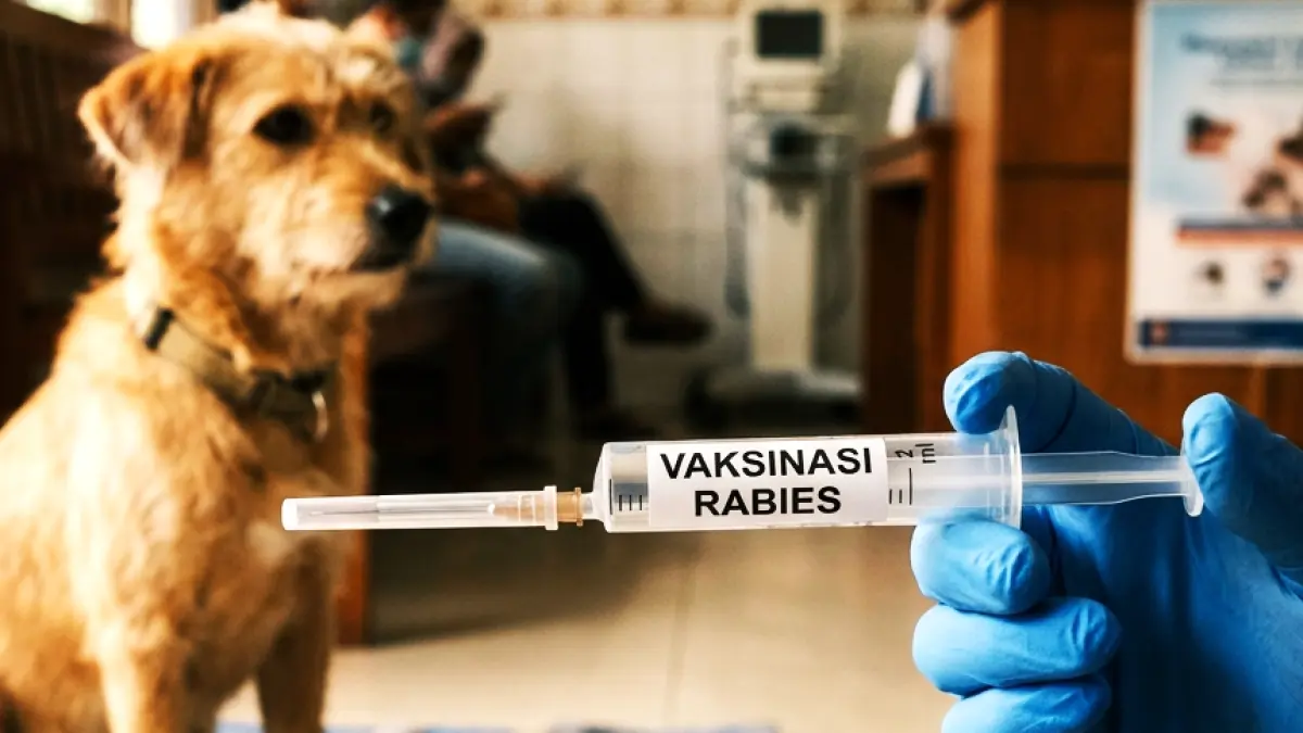 Satu Keluarga di Bangli Digigit Anjing Rabies, Petugas PKP Eliminasi Lima Anjing Liar