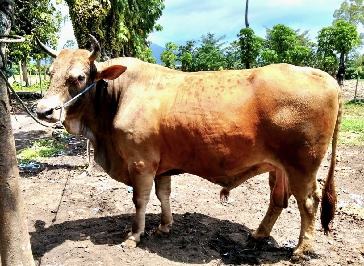 Bupati Morotai Terima Bantuan Sapi Kurban 800 Kg dari Presiden Prabowo, Diangkut dari Tobelo H-2 Lebaran