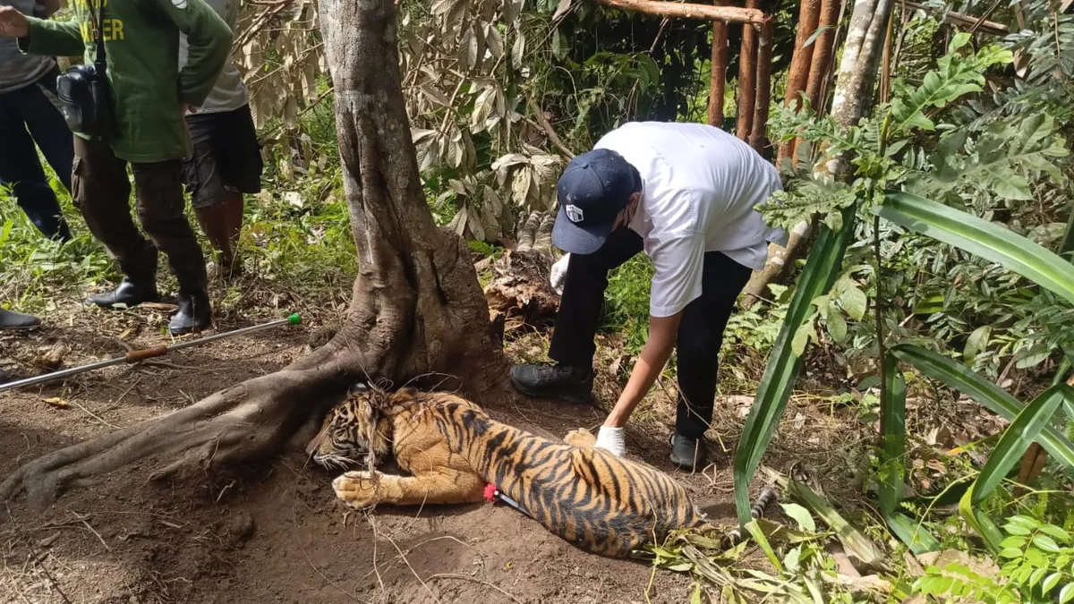 BKSDA Sumbar Bantah Tudingan Walhi Soal Penanganan Konflik Harimau Sumatera, Klaim Sosialisasi Pencegahan Sudah Masif