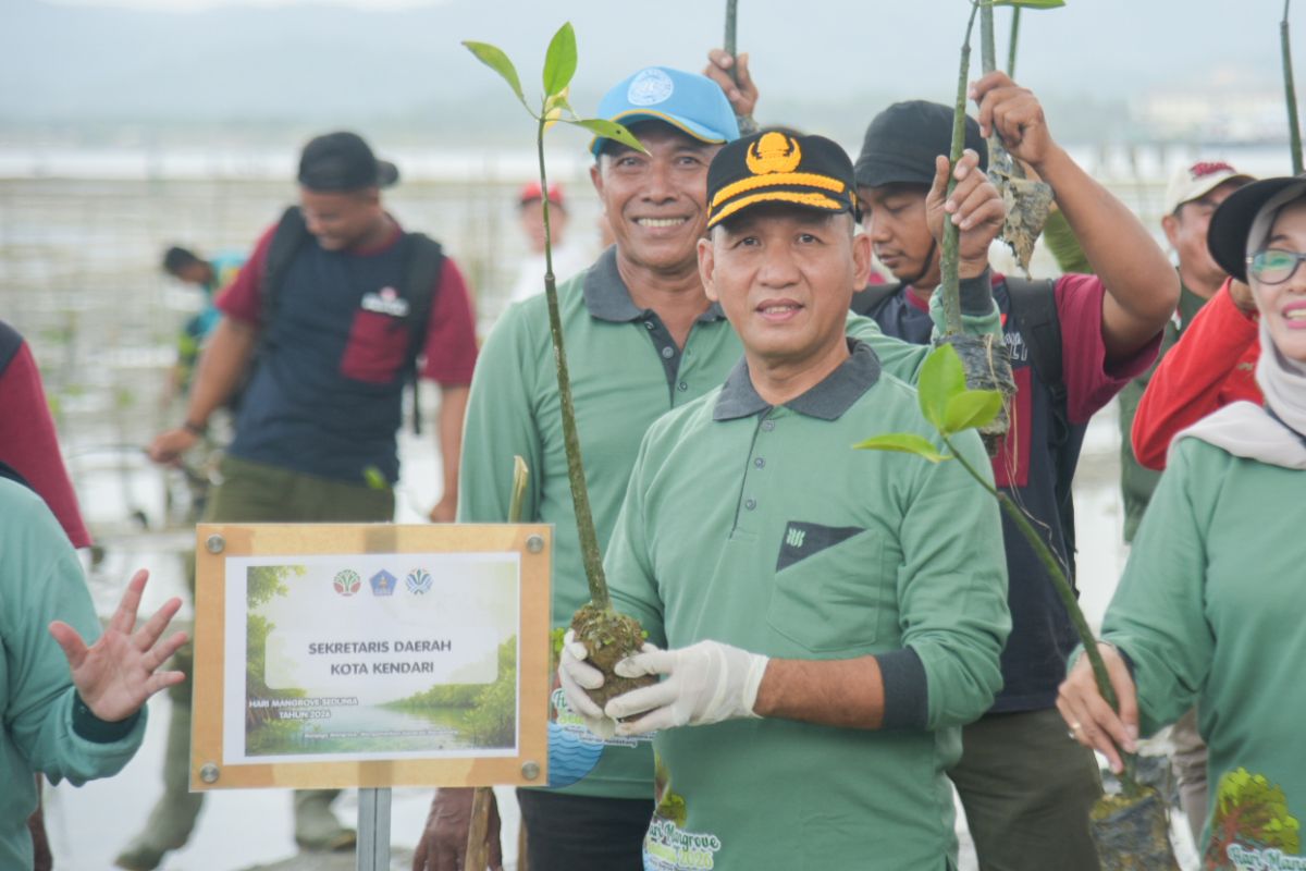 Pemkot Kendari Tanam 1.000 Mangrove di Pesisir Kelurahan Mata untuk Cegah Abrasi dan Jaga Ekosistem Teluk