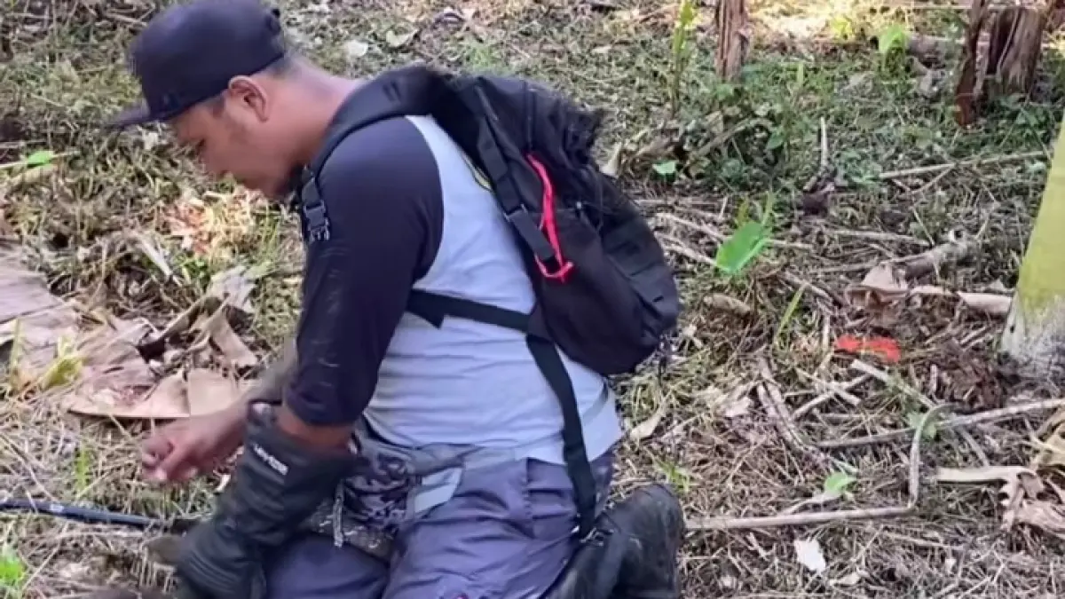 King Kobra 3,5 Meter Teror Warga Selemadeg Barat, Tim Reptil Asih Tabanan Evakuasi Ular Berbisa dari Pemukiman