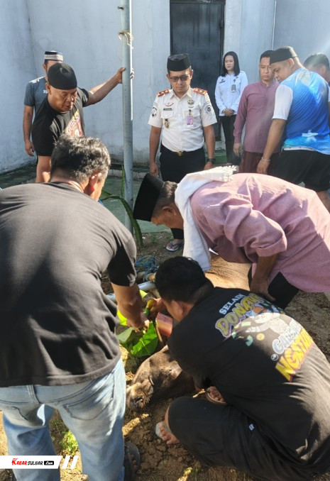 Gubernur Sulbar Sumbang Sapi untuk Hewan Kurban di Rutan Mamuju, Kepala Rutan: Ini Pembelajaran Moral bagi Warga Binaan