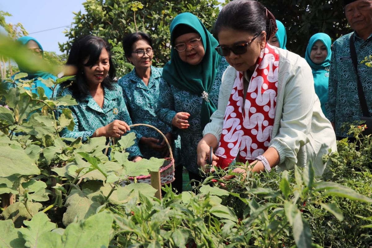Kader PKK Kulon Progo Sulap Galon Bekas Jadi Kebun Cabai, Sukses Cegah Stunting Lewat Pekarangan Rumah