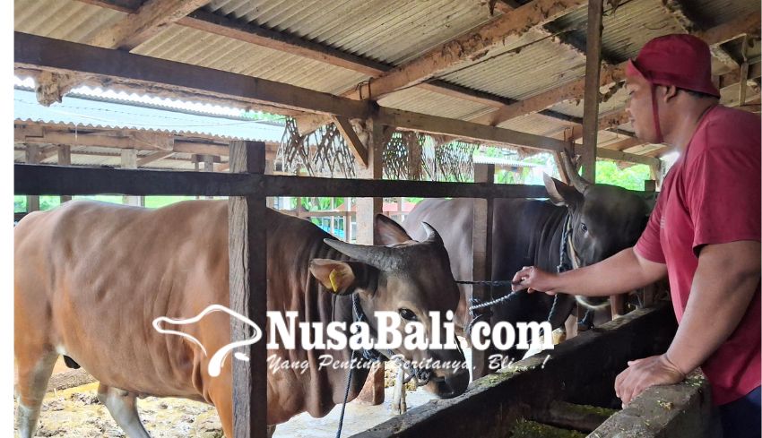 Permintaan SKKH di Tabanan Tembus 10.000 Jelang Iduladha, Ternak Dikirim ke Luar Bali
