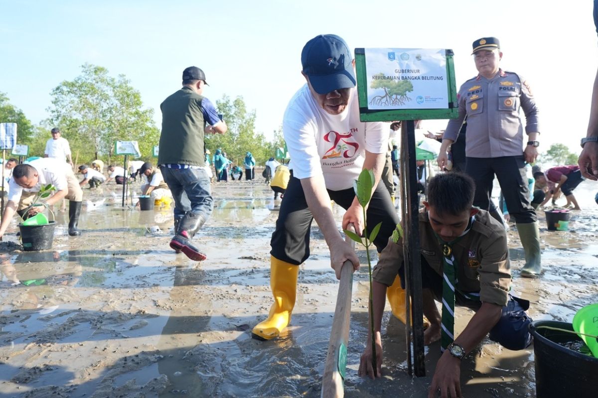 Pemprov Bangka Belitung Tanam 1.000 Bibit Mangrove di Pantai Baskara Bakti, Peringati HKG PKK dan Hari Lingkungan Hidup