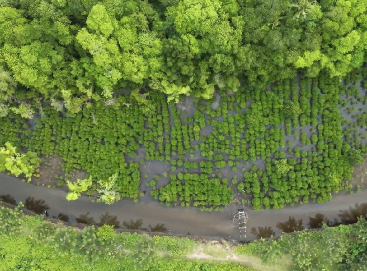 3 Tahun Program Mangrove NHM di Kao, 90 Persen Bibit Hidup dan Pesisir Halut Kini Hijau Kembali