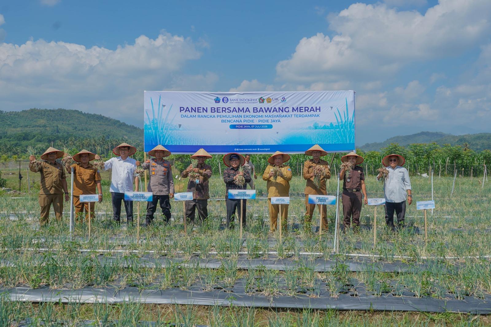 BI Aceh Panen Perdana Bawang Merah di Lahan Bekas Banjir Pidie Jaya, Jadi Model Pemulihan Ekonomi Petani