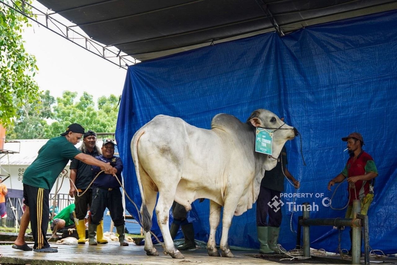 Idul Adha di Komplek PT TIMAH Pangkalpinang: 1.236 Paket Daging Kurban Dibagikan ke Warga Lewat RT/RW