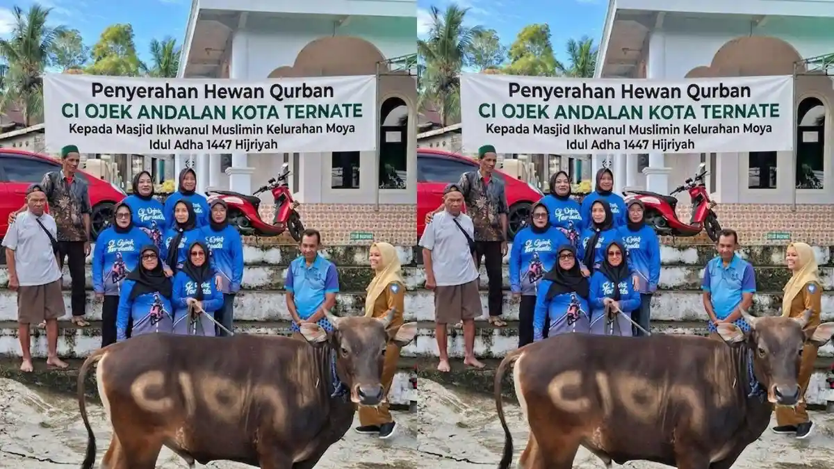 Komunitas Ibu Ojek di Ternate Sisihkan Rp10 Ribu Per Hari, Terkumpul Satu Ekor Sapi Kurban untuk Iduladha