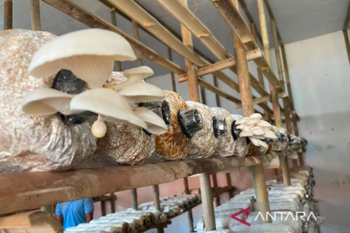 Lapas Indramayu Panen Perdana Jamur Tiram, Bekali Warga Binaan Keterampilan Wirausaha Sebelum Bebas