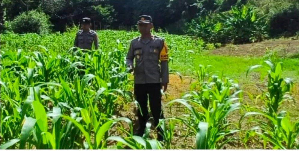 Bhabinkamtibmas Kayan Hulu Cek Langsung Jagung Petani di Malinau, Pastikan Pertumbuhan Optimal Demi Ketahanan Pangan