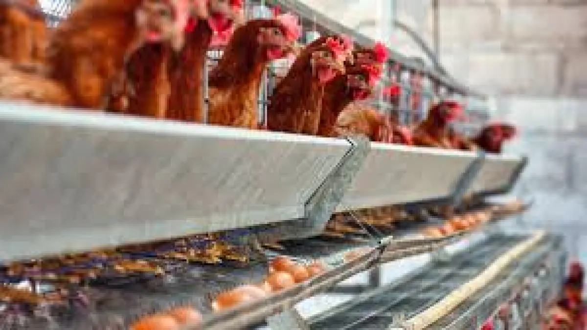 BUMNag Ladangpanjang Barat Luncurkan Usaha Ayam Petelur, Target Pasok Kebutuhan Telur di Kabupaten Solok