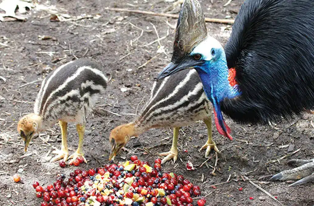 Hutan Tropis Papua Hilang, Burung Kasuari Kehilangan Makanan dan Ruang Hidup di Distrik Kaureh