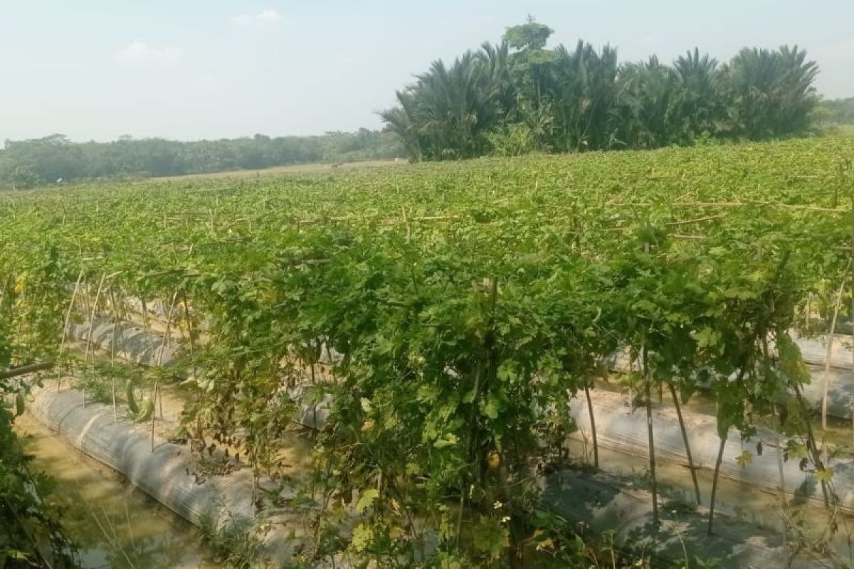 Petani Lebak Raup Rp14 Juta per Pekan dari Sayuran Dataran Rendah saat Kemarau Panjang