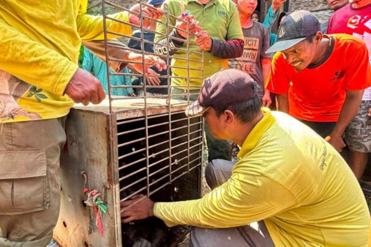 BKSDA Kalsel Translokasi Orang Utan Hasil Evakuasi di Tabalong ke Habitat Alami Hulu Sungai Utara