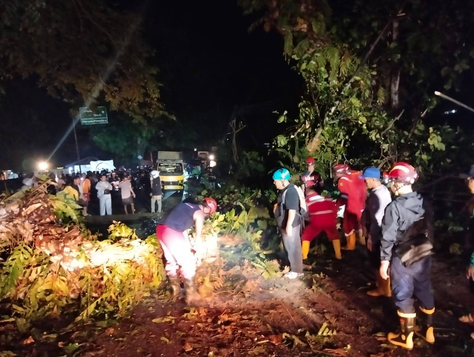 Pohon Ketapang Besar Tumbang Timpa Tiang Listrik, Jalur Nasional Palabuhanratu-Banten Lumpuh Total
