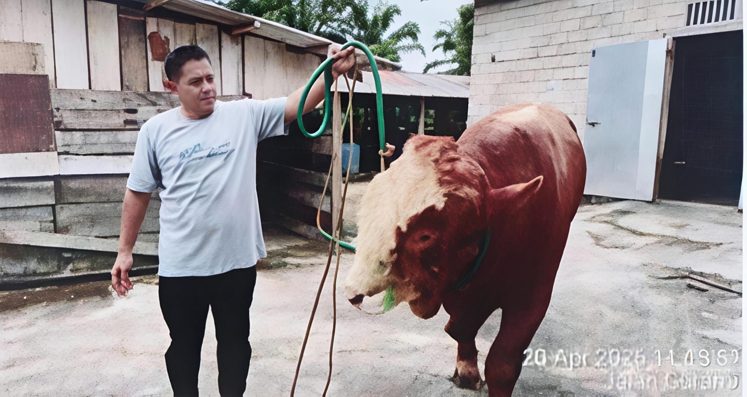 Sapi Kurban Presiden Prabowo untuk Desa Empang Benao Merangin Beratnya 826 Kg, Dibeli dari Peternak Lokal