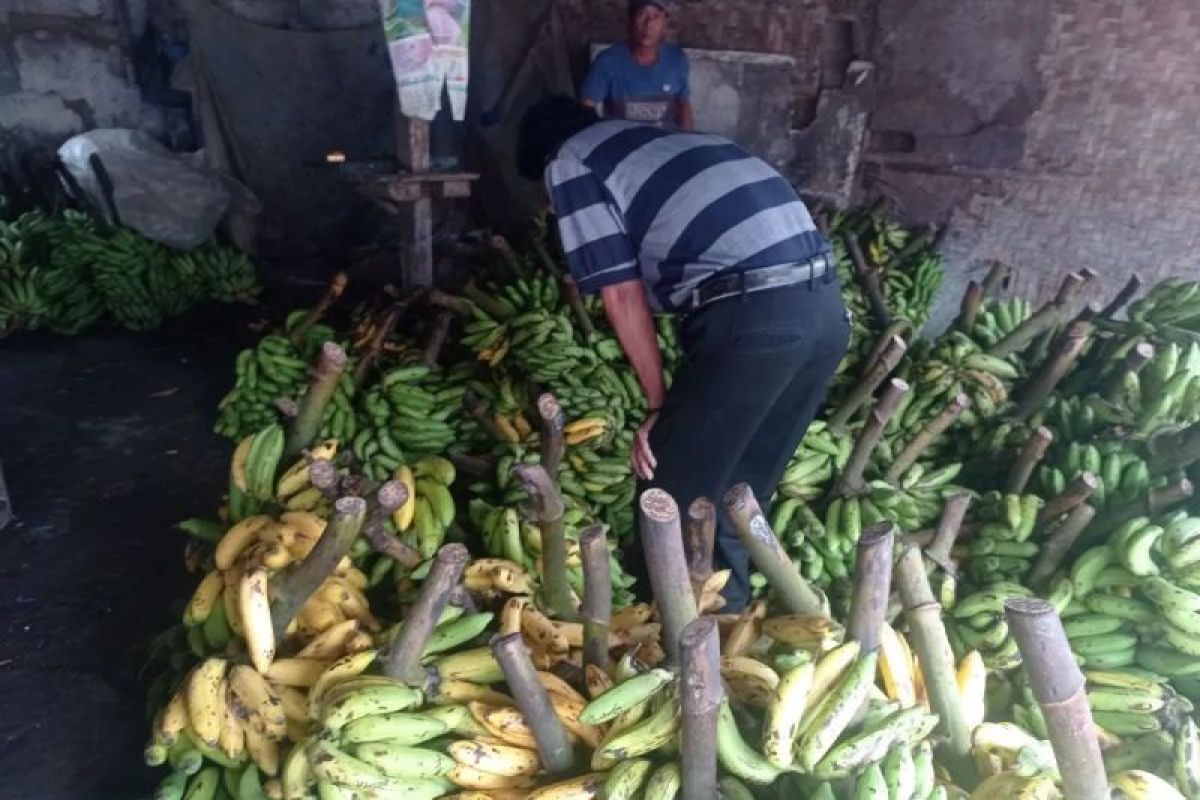 Petani Pisang Lebak Raup Omzet Miliaran Rupiah per Bulan, 28 Kecamatan Jadi Sentra Produksi Terbesar di Banten