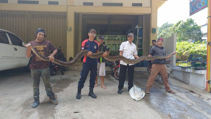 Petugas Damkar Samarinda Lepaskan Lilitan Piton 5 Meter dari Warga di Dalam Sumur, Korban Sempat Sulit Bernapas