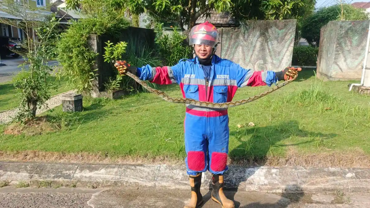 3 Ular Sanca Dievakuasi Petugas Damkartan Kota Jambi dalam 2 Hari, 2 di Antaranya Masuk Kandang Merpati dan Perumahan