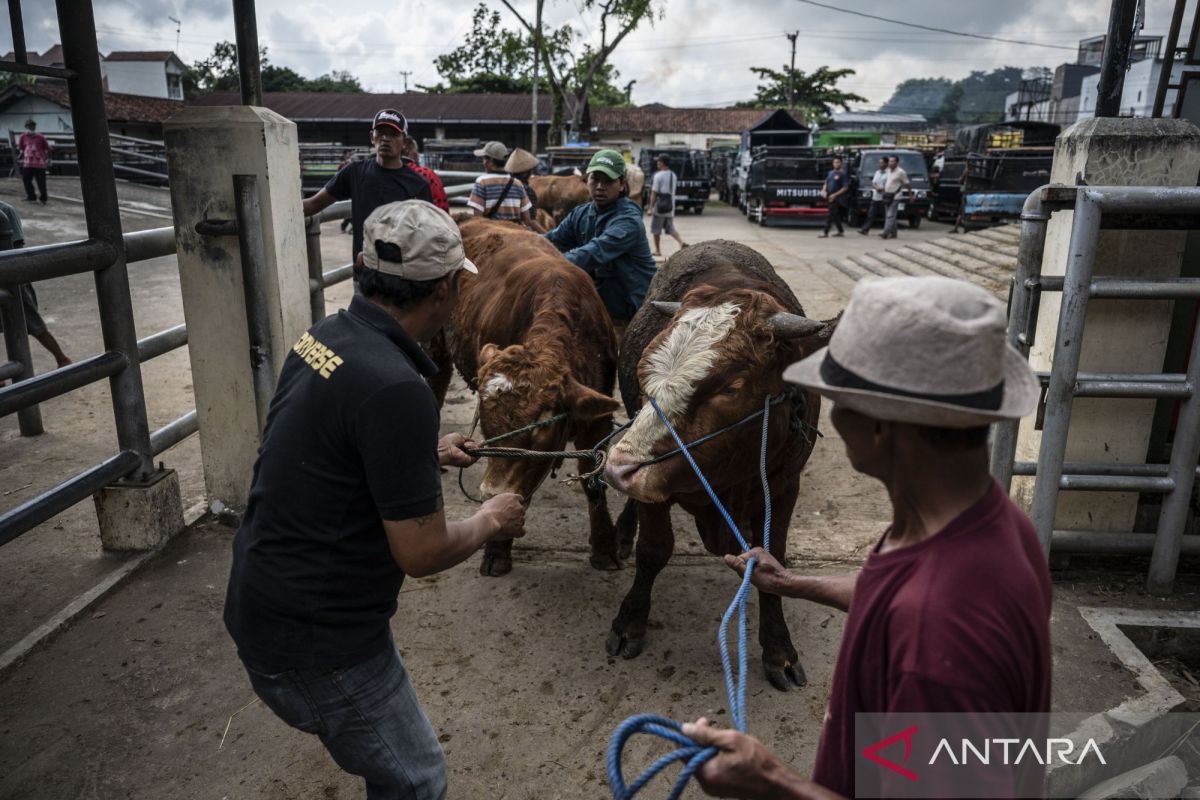 Populasi Kerbau di Dharmasraya Anjlok 50 Persen dalam 10 Tahun, Pemkab Andalkan Inseminasi Buatan Cegah Kepunahan