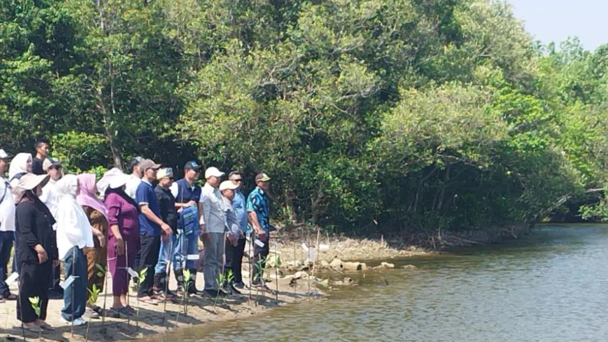 Kolaborasi Tanam 1.000 Bibit Mangrove di Geopark Ciletuh, Warga Sukabumi Perkuat Benteng Abrasi Pesisir