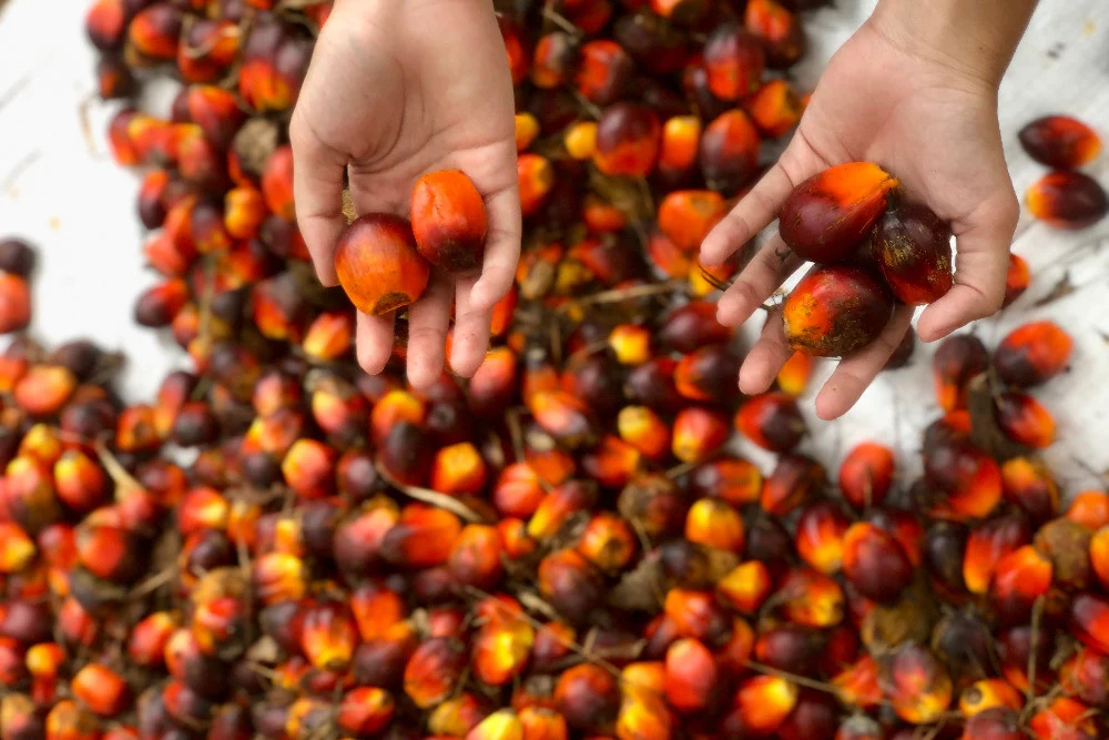 Harga TBS Sawit Sumut Hari Ini Terkoreksi ke Rp3.781,09 per Kg, Petani di Tiga Kabupaten Terdampak