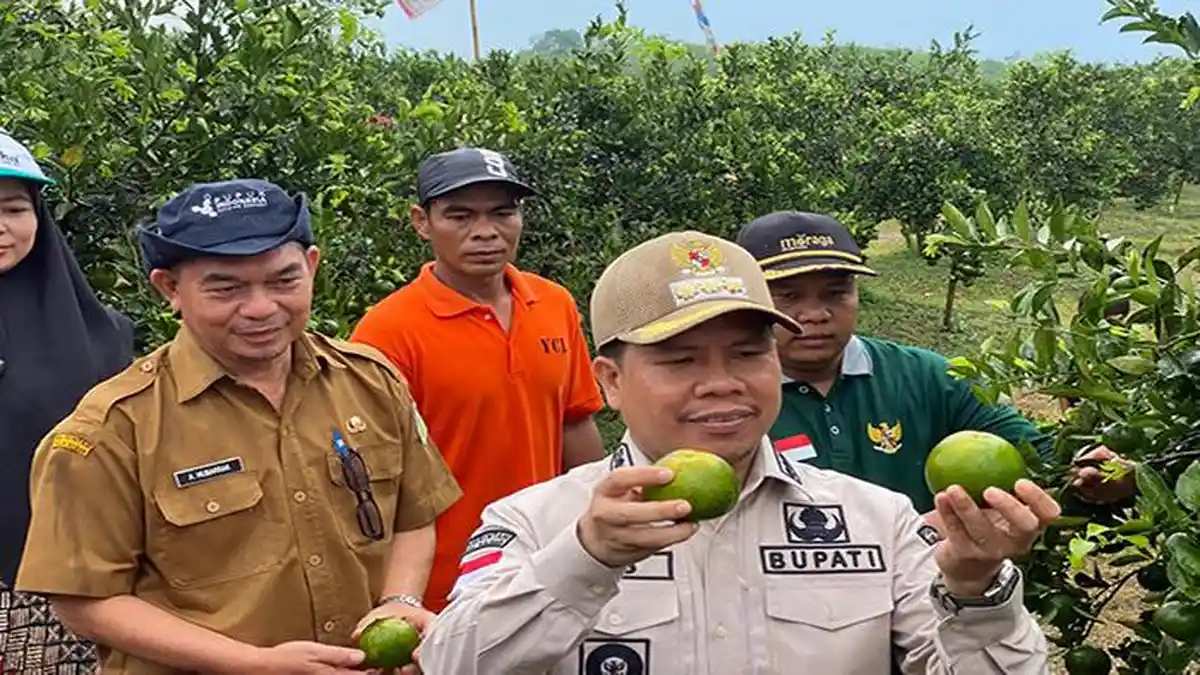 Kecamatan Tebas di Sambas Bukan Sekadar Sentra Jeruk, Ini Sejarah dan Keunikan Geografisnya