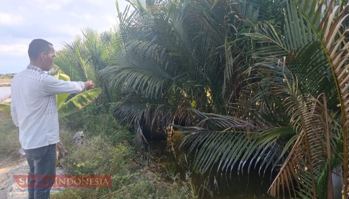 3.000 Hektare Tambak di Aceh Timur Terendam Lumpur Setinggi 80 Cm Pasca Banjir, Petani Minta Normalisasi Sungai