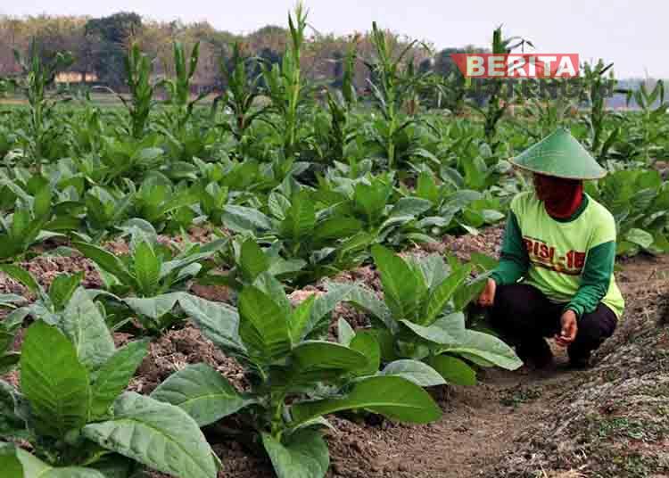 Perputaran Uang Musim Tanam Tembakau Rembang 2026 Capai Rp455 Miliar, Petani Sumringah Cuaca Mendukung