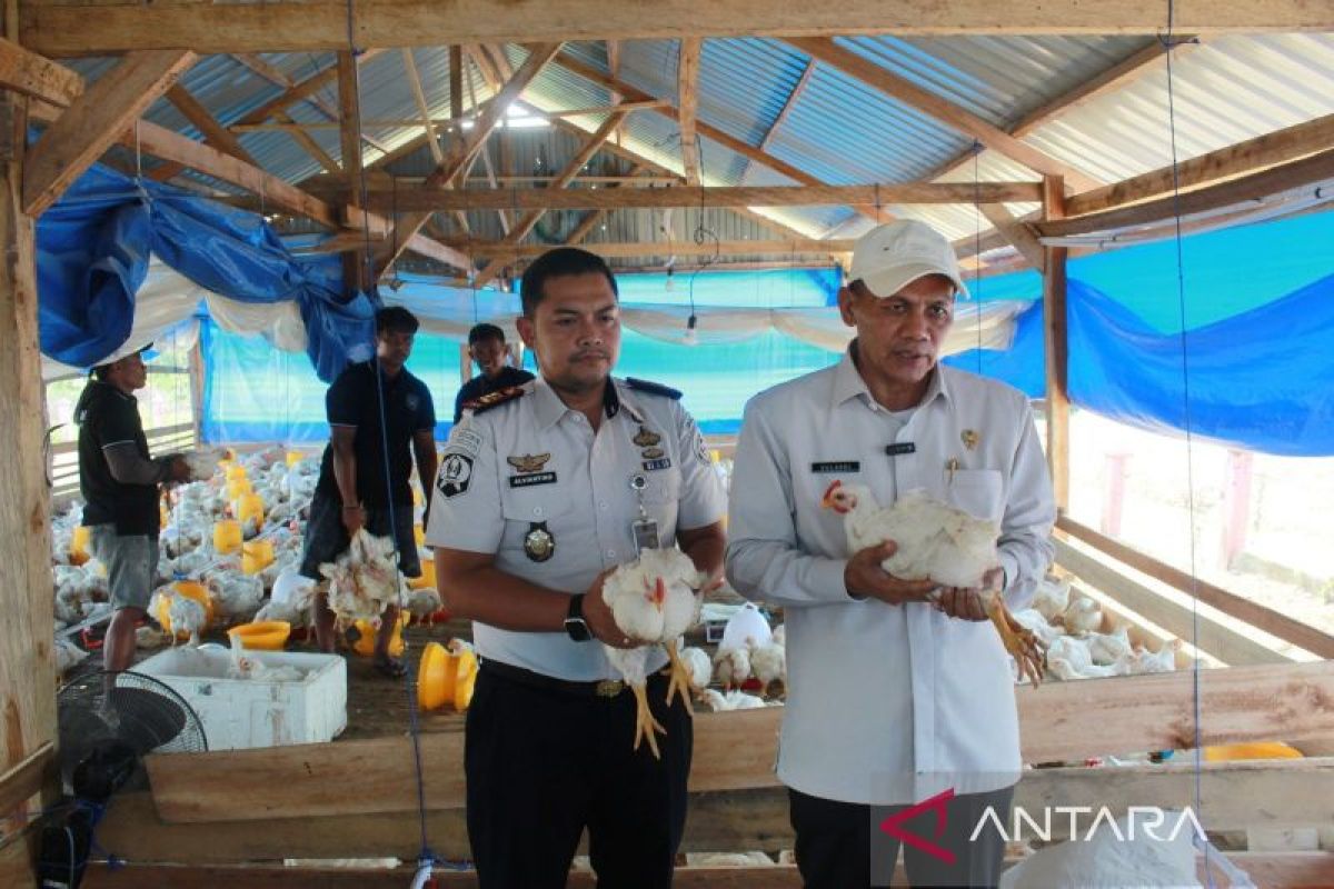Kanwil Ditjenpas Sultra Panen 1,6 Ton Ayam Pedaging dari Ternak Warga Binaan di SAE Nanga-Nanga Kendari