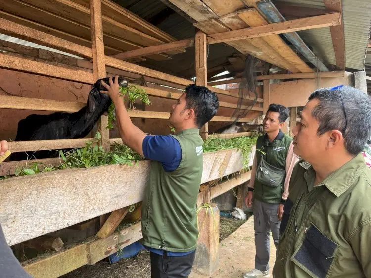 11 Petugas Gabungan Periksa Kesehatan Hewan Kurban di Lubuklinggau Jelang Idul Adha 2026, Antisipasi Penyakit
