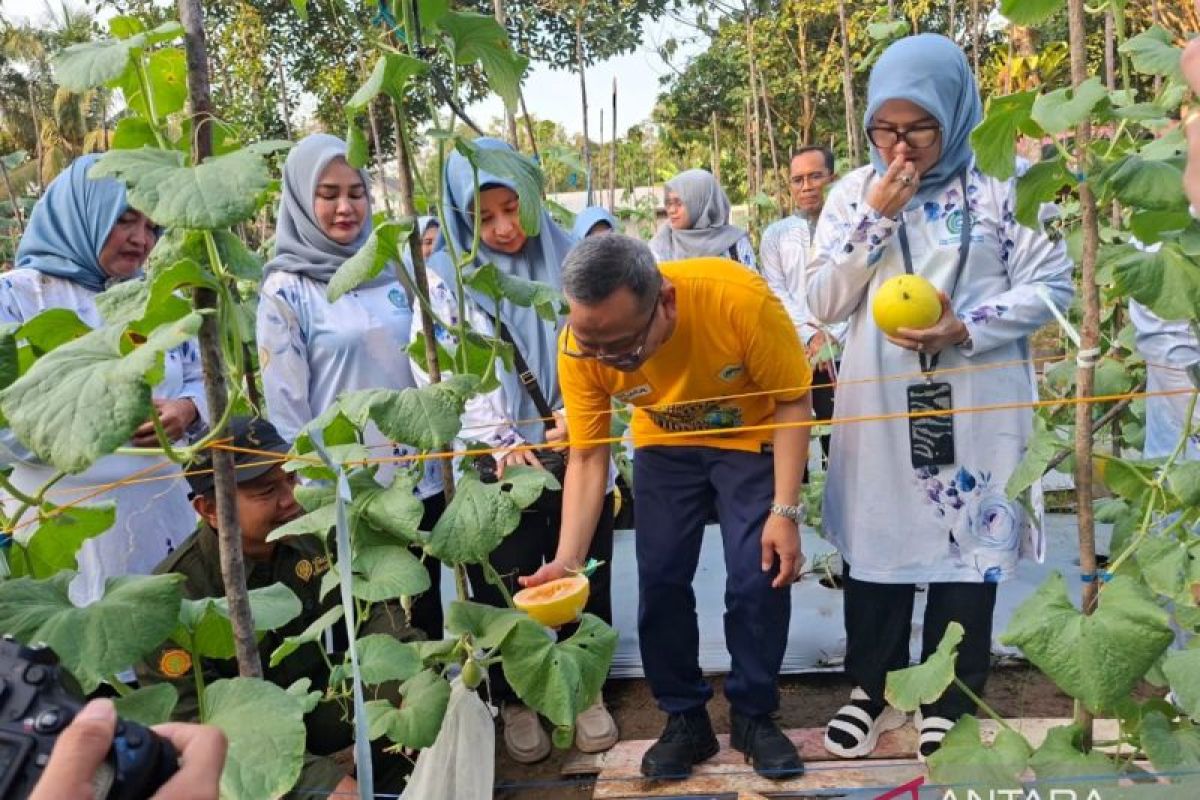 TP PKK Tabalong Panen Perdana 600 Buah Melon Golden di Lahan Kurang Produktif, Harga Capai Rp 40 Ribu per Kilogram