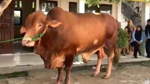 Permintaan Sapi Kurban dari Lampung Tembus 60.429 Ekor pada Idul Adha 2026, Naik 40 Persen
