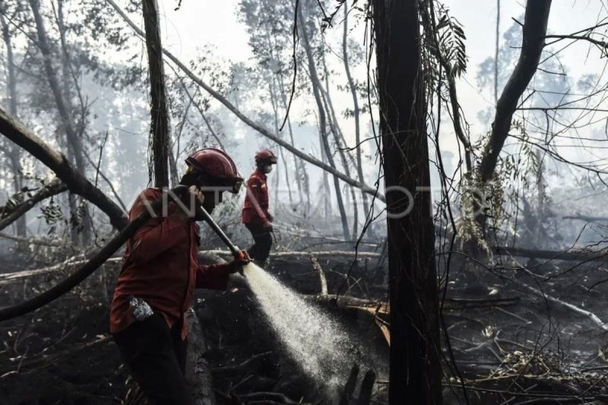 Kebakaran Hutan Gambut Londerang Tanjung Jabung Timur Hanguskan 9 Hektare, Tim Gabungan Kerja Keras Padamkan Api